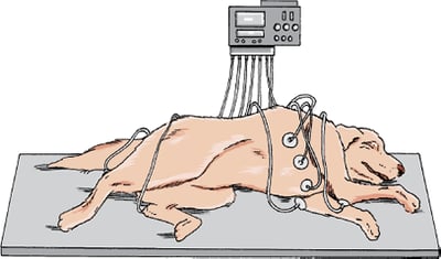 Electrocardiograma, perro.