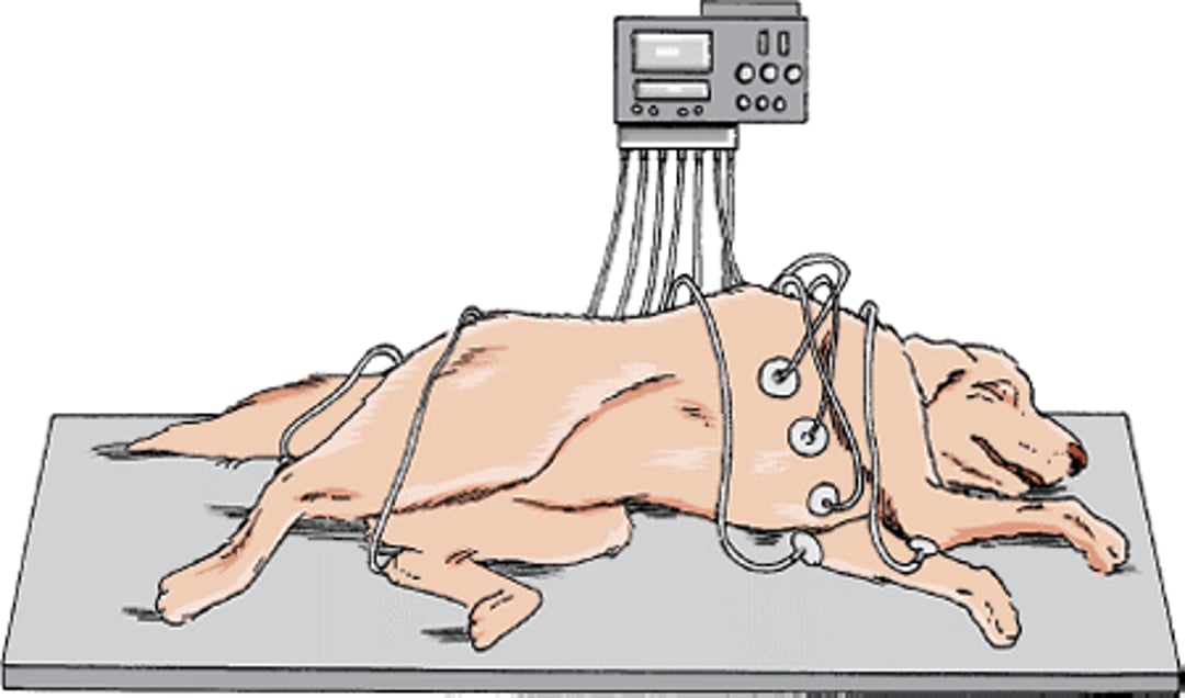 Eletrocardiograma, cão