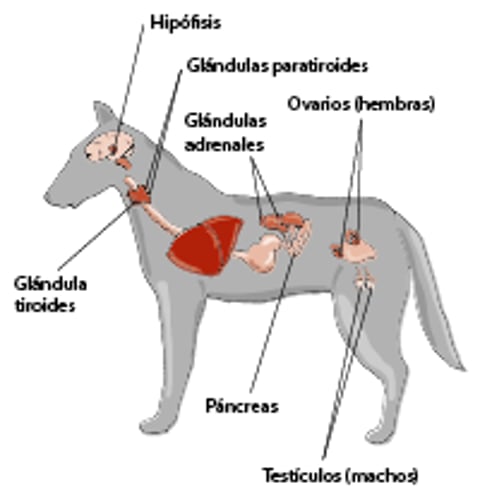 Principales glándulas endocrinas, perro