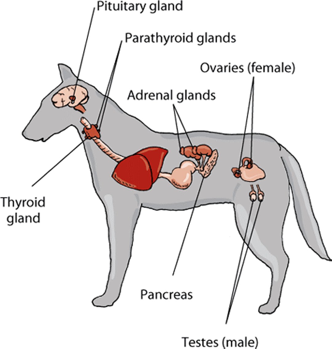 Principais glândulas endócrinas, cão