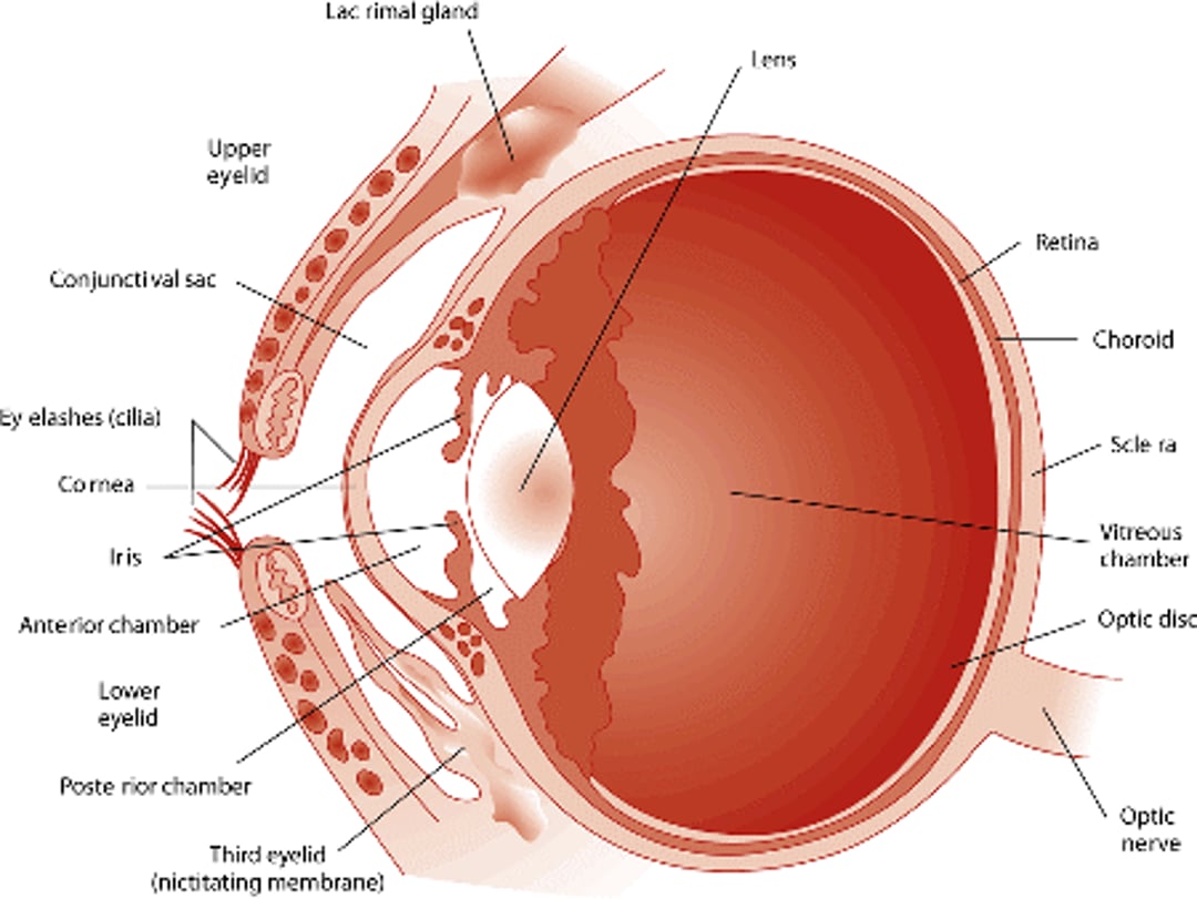 Anatomy of the eye
