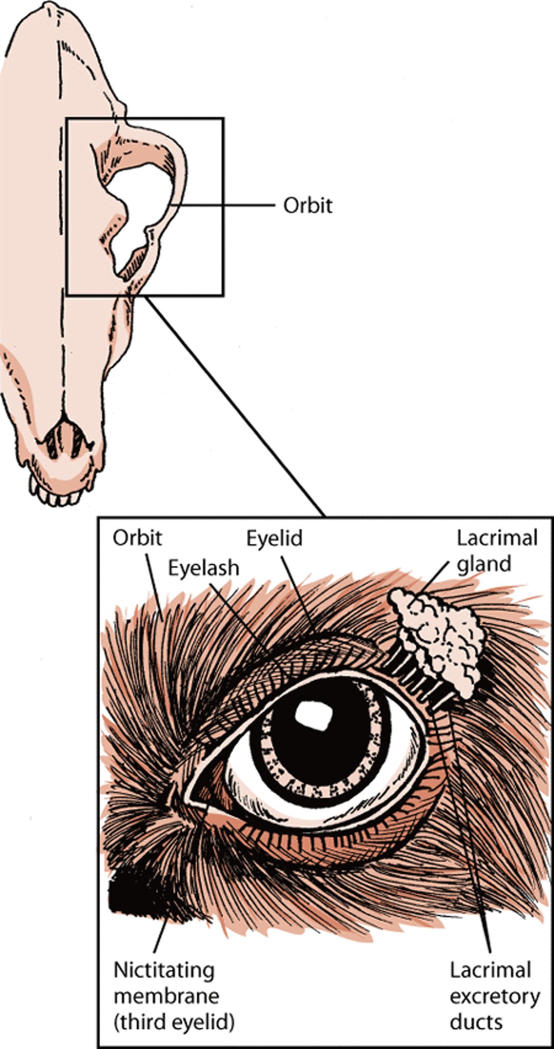 Structures that protect the eye, dog
