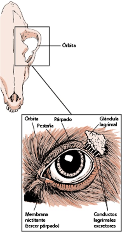 Estructuras que protegen el ojo, perro