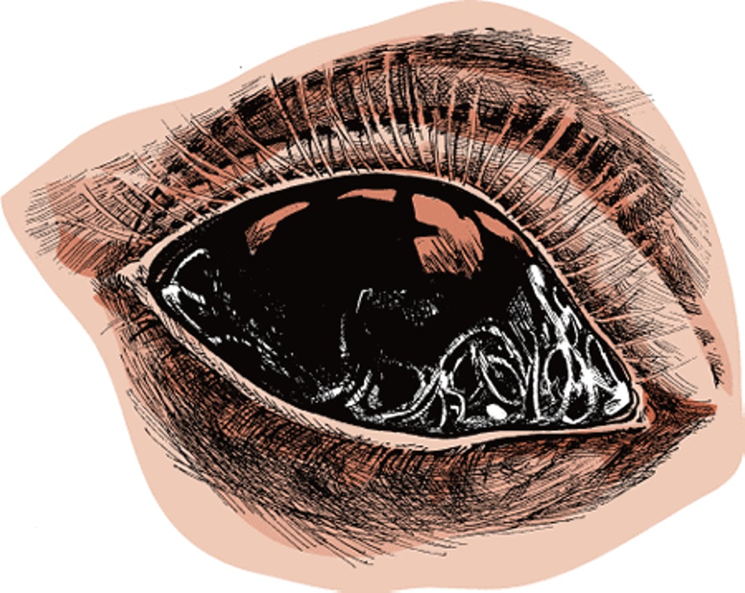 Eyeworms, dog