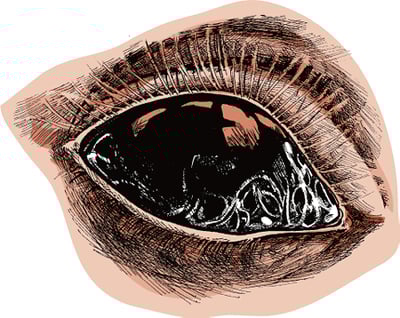 Eyeworms, dog