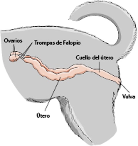 Sistema reproductivo de una perra