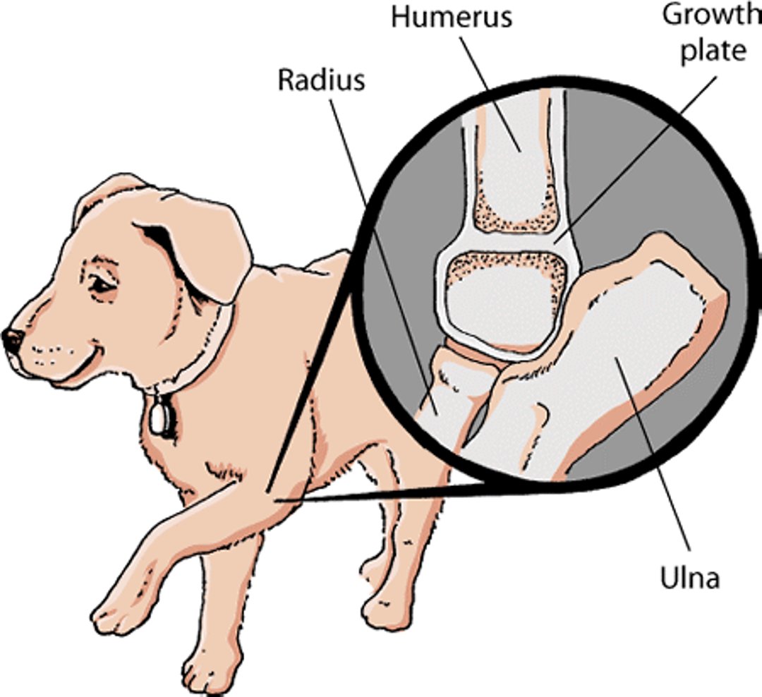 Growth plates, dog
