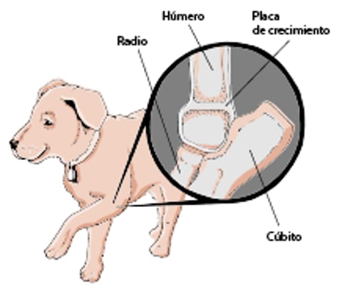 Placas de crecimiento, perro