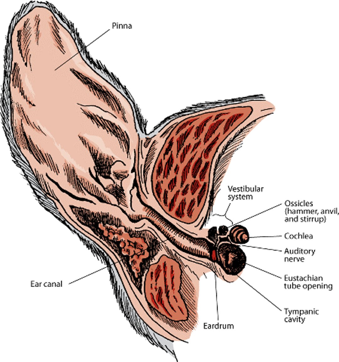 Inside a dog's ear