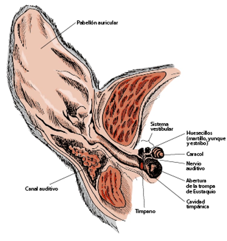 Interior del oído de un perro