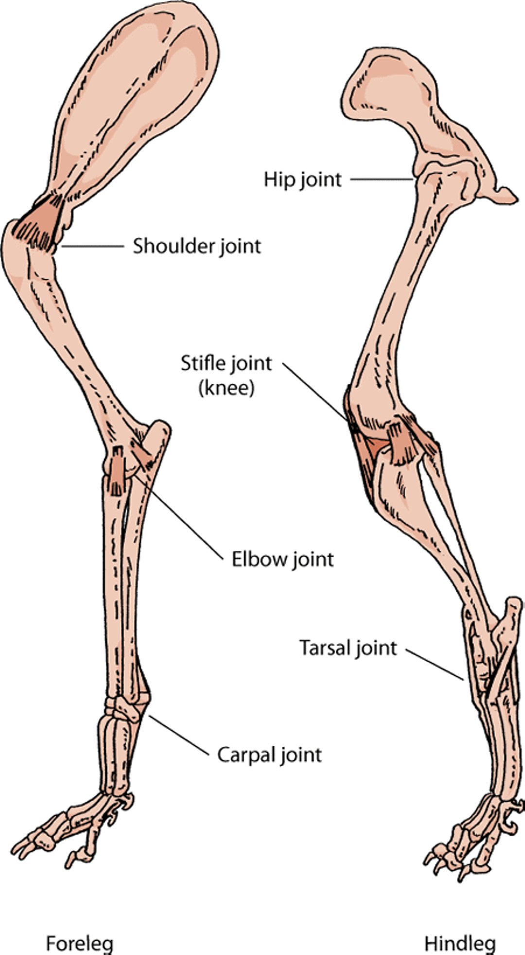 Leg joints, dog