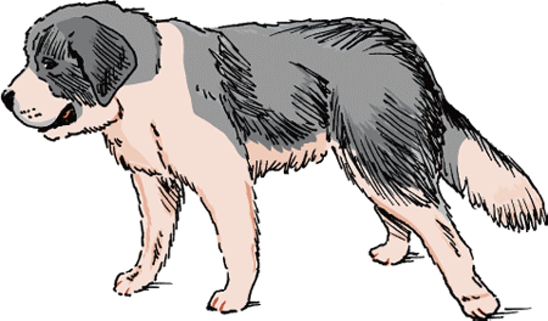 Parálisis de la pata, perro