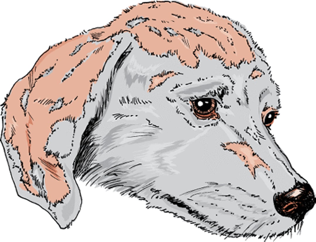 Leishmaniasis, dog