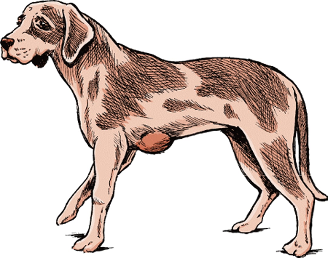 Lipoma, dog