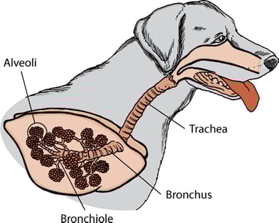 Lungs and airways of a dog