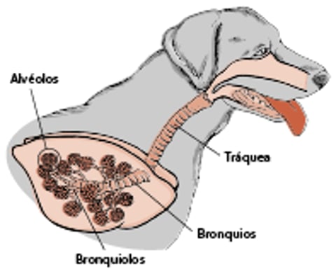 Pulmones y vías respiratorias de un perro