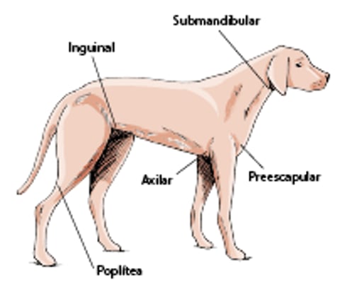Localización de los nódulos linfáticos en el perro