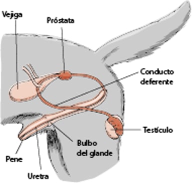 Aparato reproductor de un perro macho