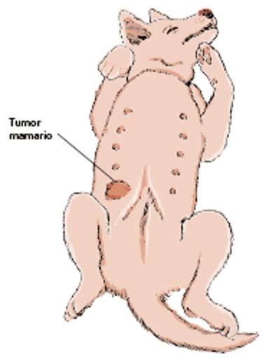 Glándulas mamarias y tumor, perro