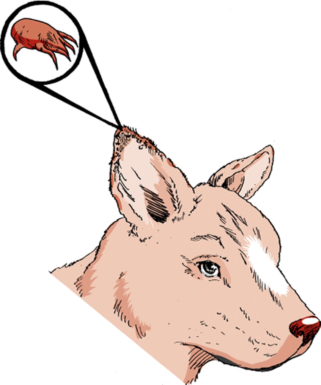 Ear mites, dog
