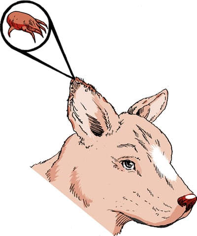 Ácaros del oído, perro