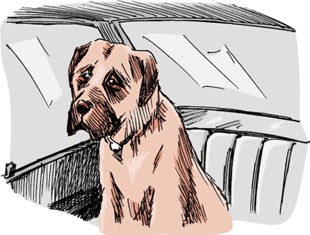 Mareo por movimiento, perro