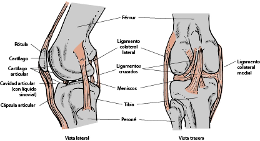 Rodilla, perro