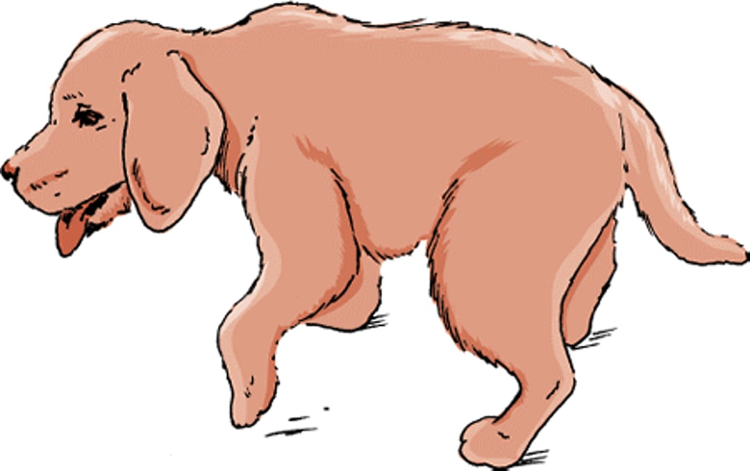 Neosporosis, dog