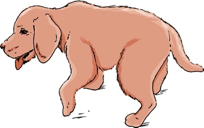 Neosporosis, dog