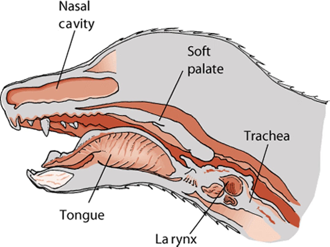 Nose and throat, dog
