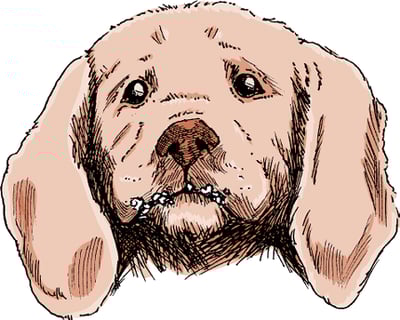 Papilomas, perro
