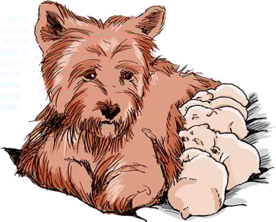 Puerperal hypocalcemia, dog