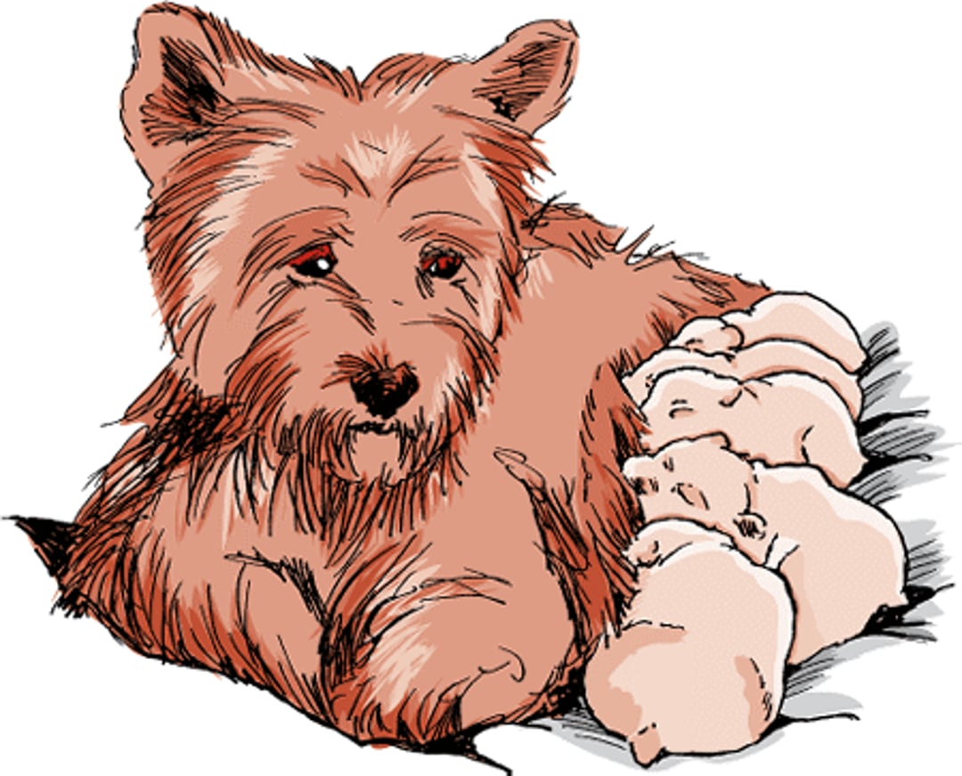 Hipocalcemia puerperal, perro