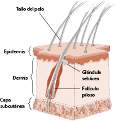 Anatomía de la piel de un perro
