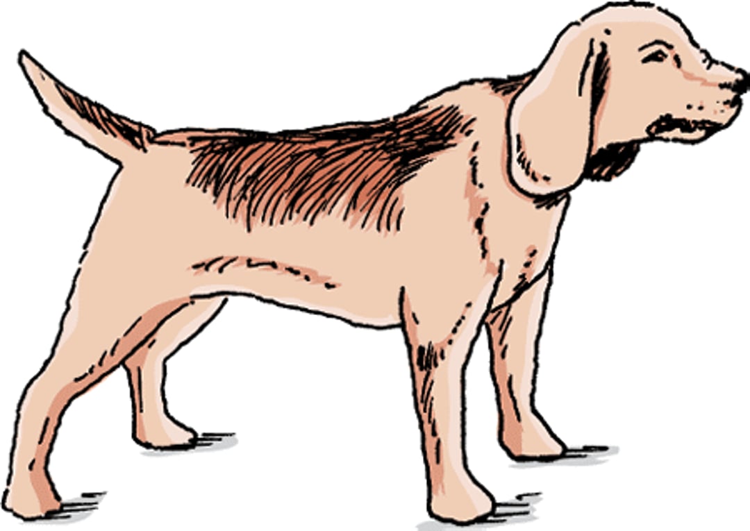 Tétanos, rigidez en las patas, perro