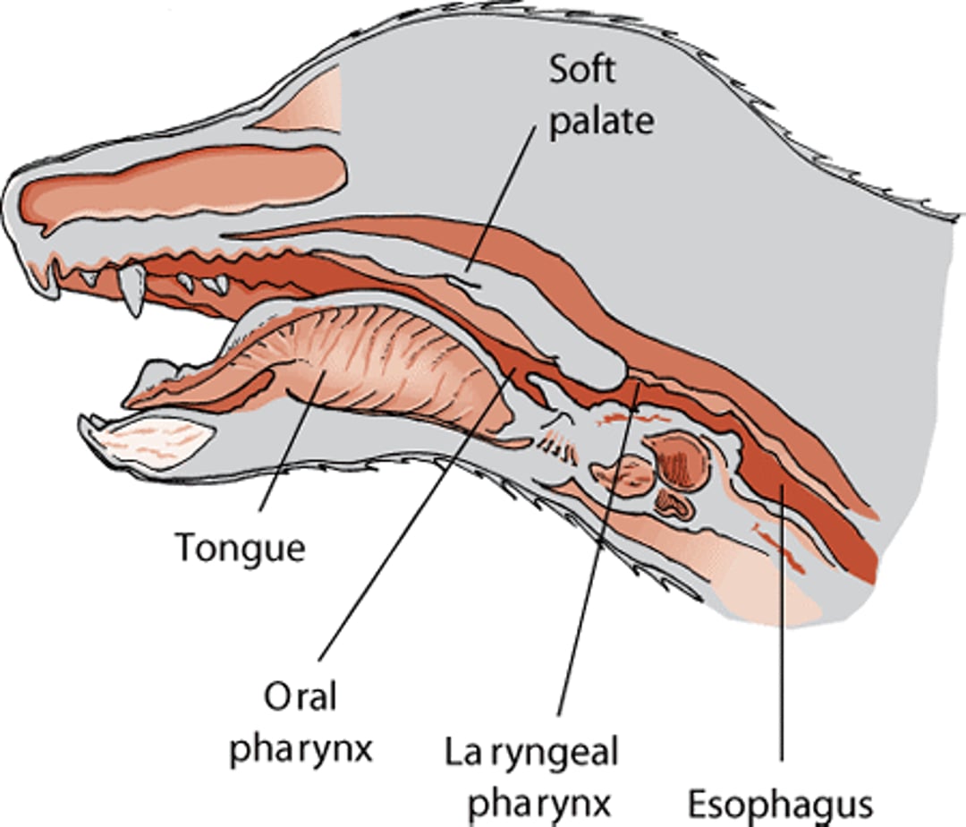 Throat and pharynx, dog