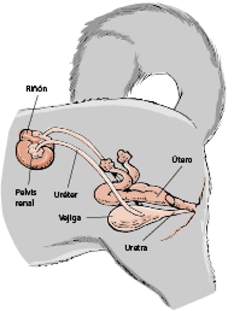 Aparato urinario en las perras