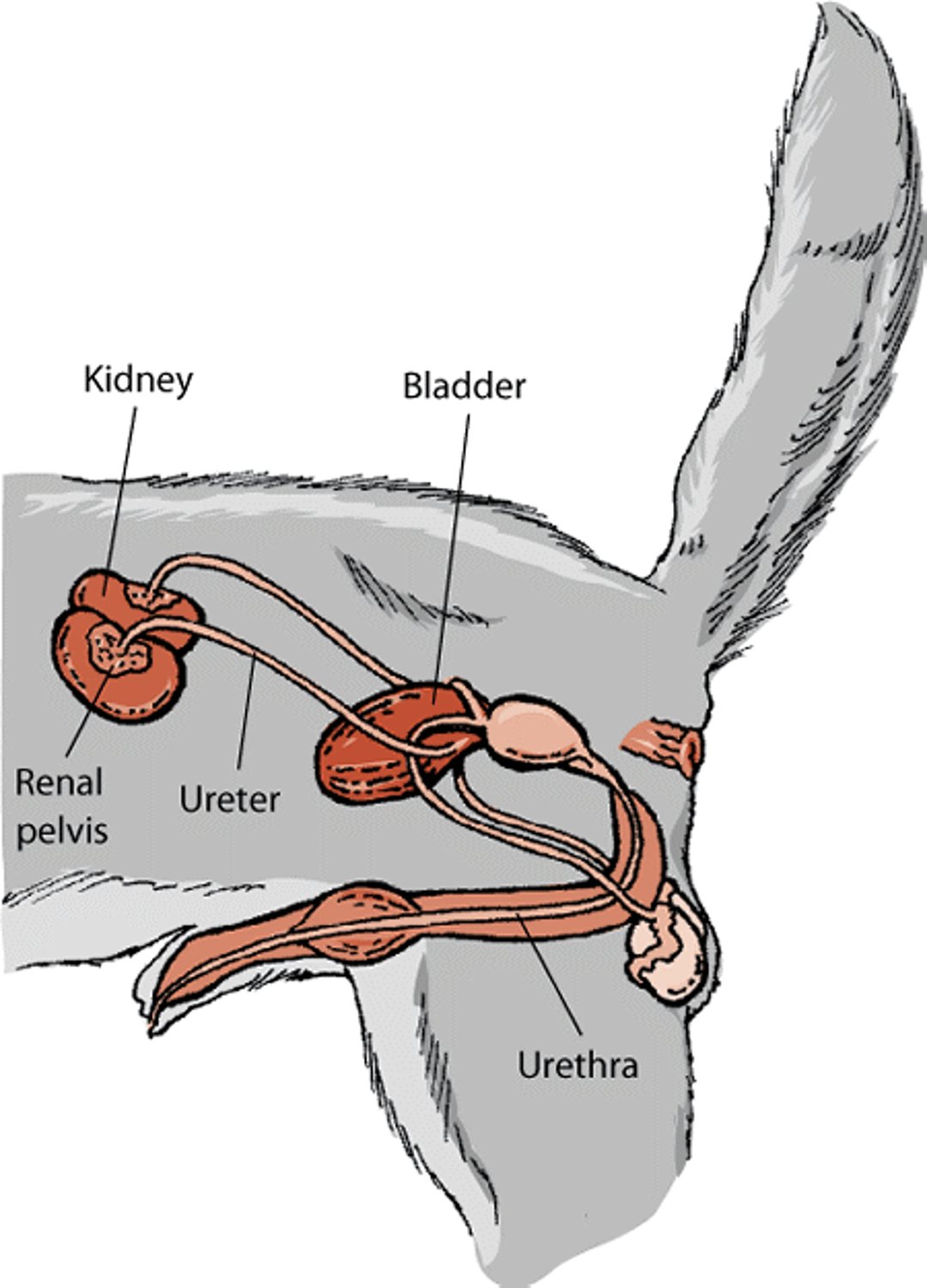 Urinary system in male dogs