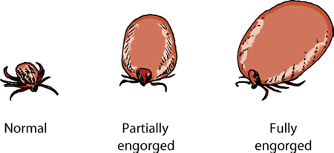 Engorging ticks