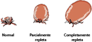 Garrapatas repletas
