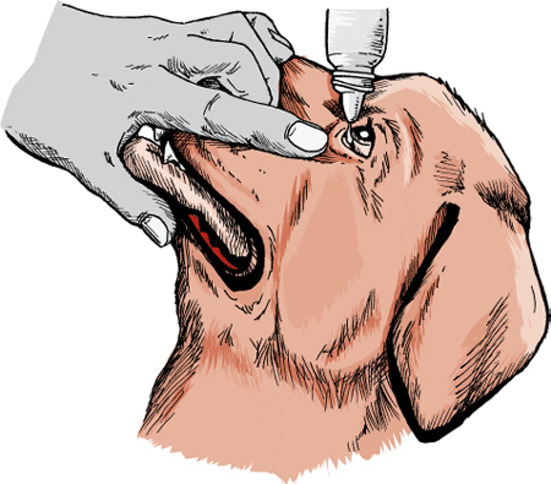 Administración de gotas oftálmicas, perro