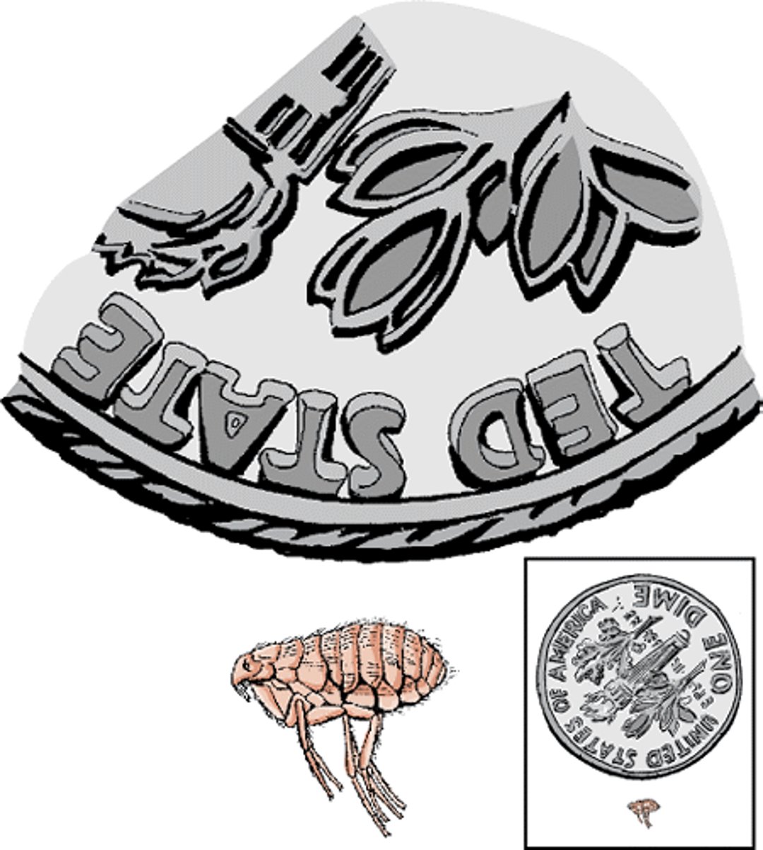 Flea size