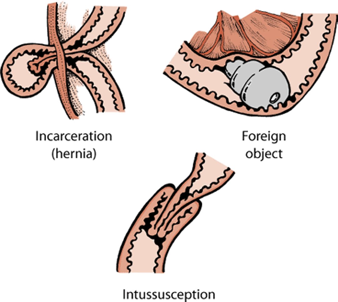 Gastrointestinal obstruction causes, dog