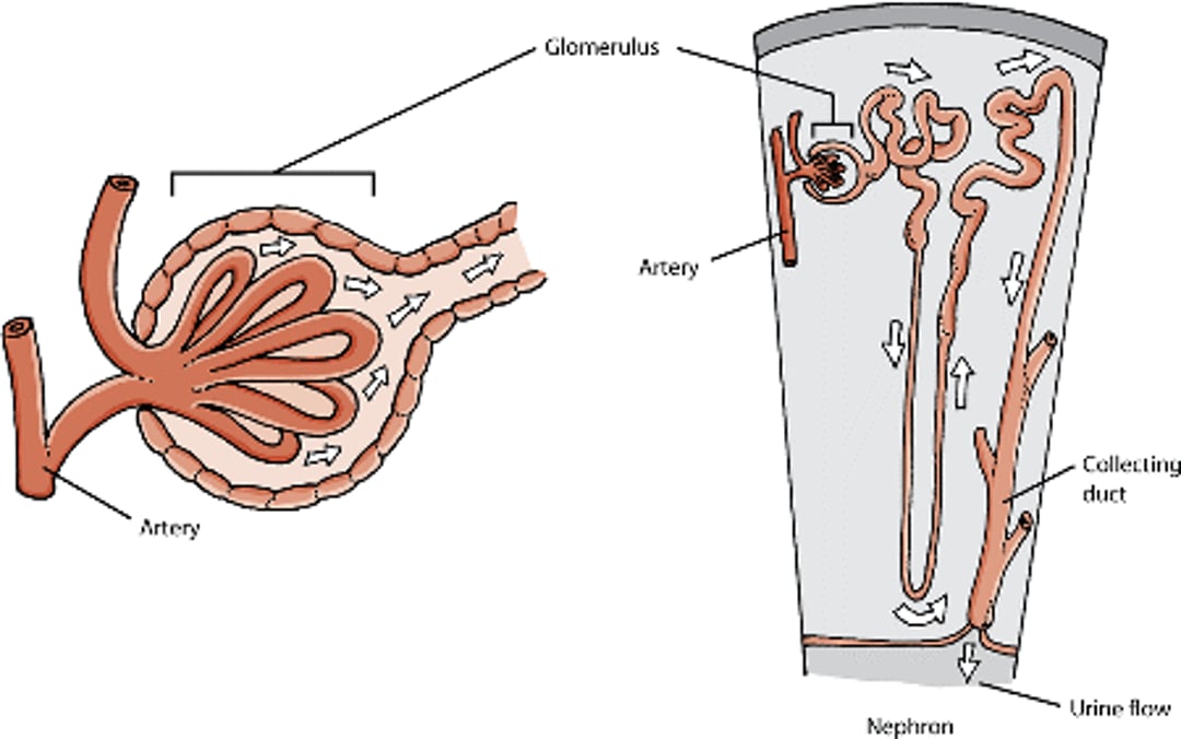 Glomérulos