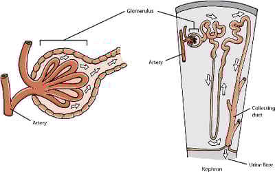 Glomeruli