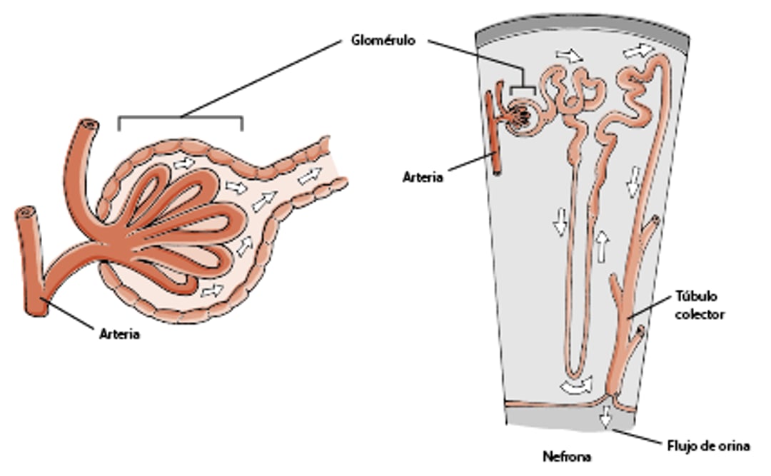 Glomérulos