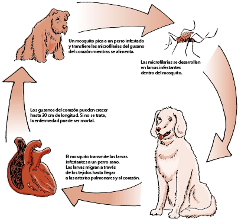 Ciclo biológico del gusano del corazón