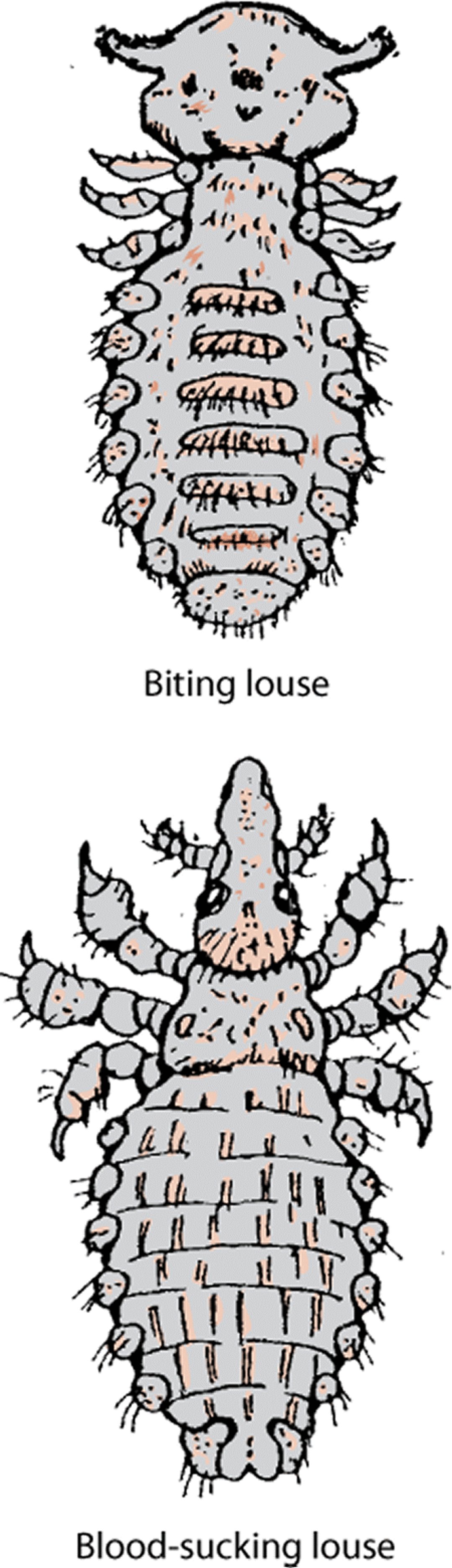 Biting or chewing louse (order Mallophaga) and blood-sucking louse (order Anoplura)