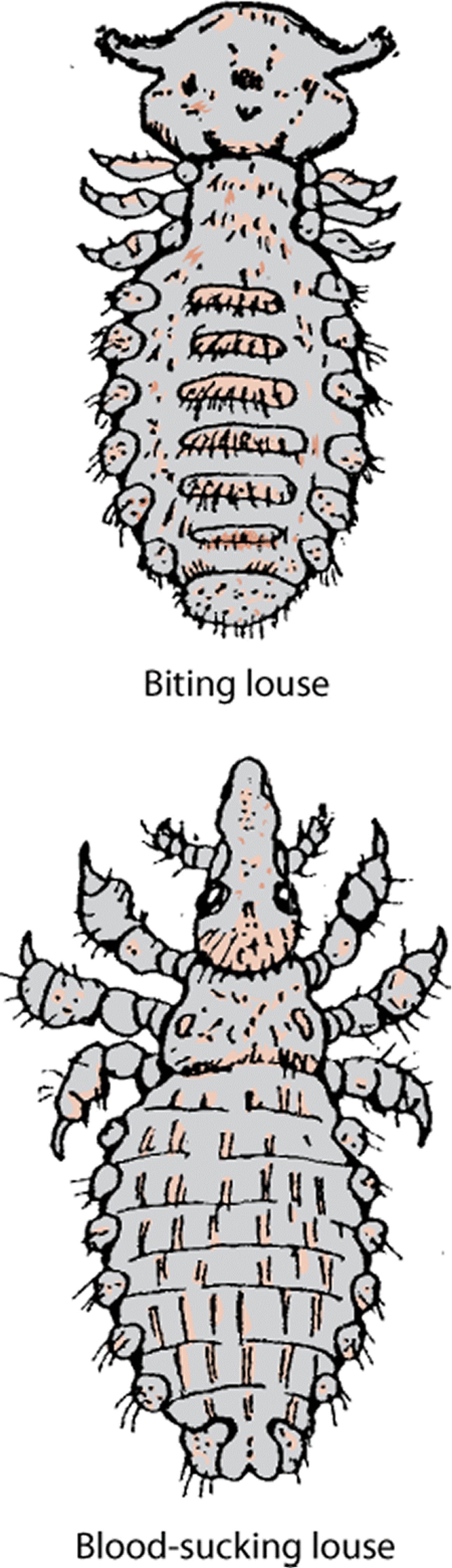 Piojo mordedor o masticador (orden Mallophaga) y piojo chupador de sangre (orden Anoplura).