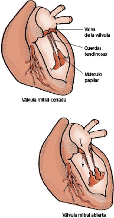 Válvula mitral